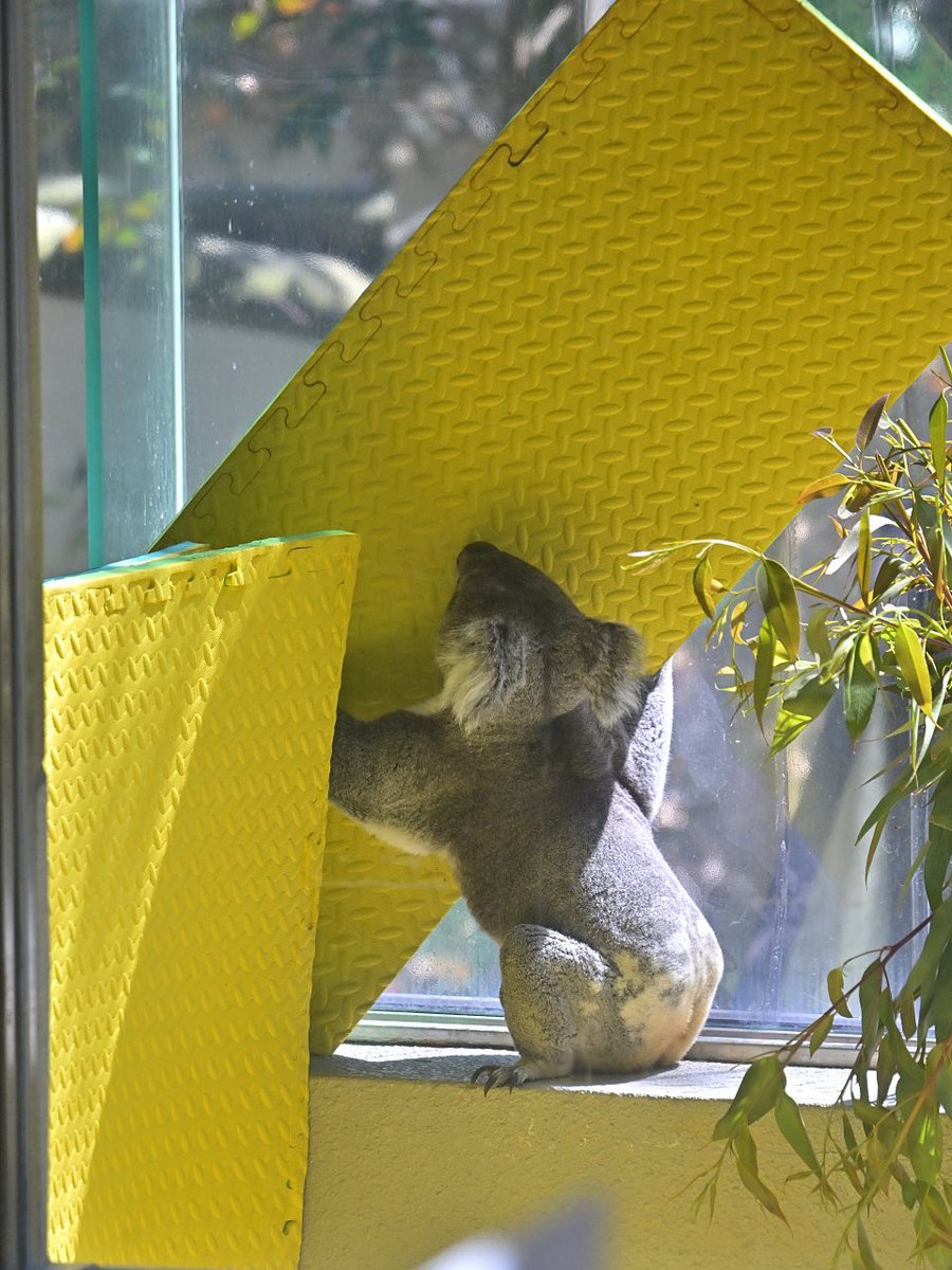 都築英哲 tweet media