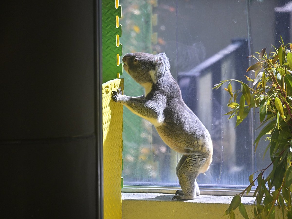 都築英哲 tweet media