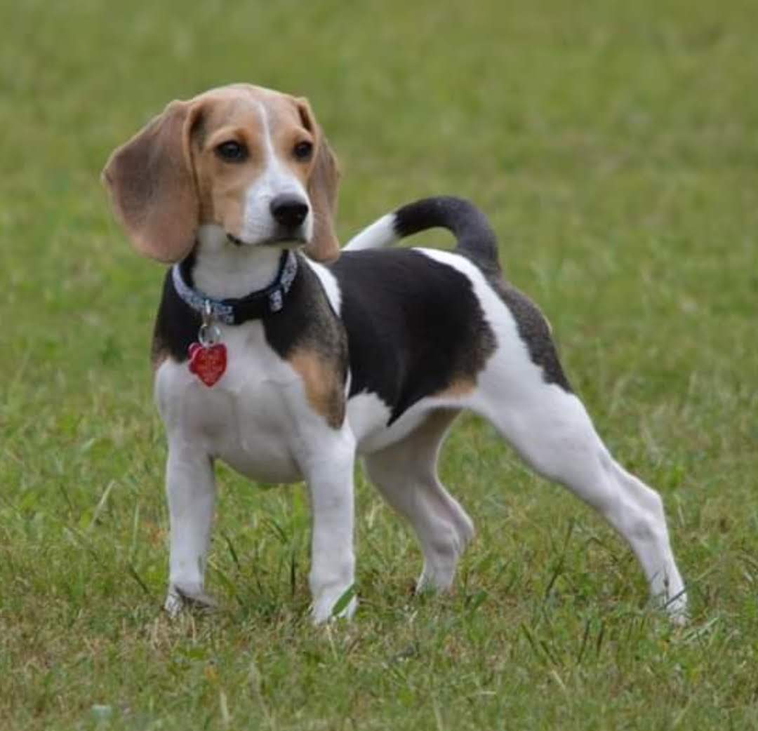 BeagleBrigadeGA's tweet image. Happy #TBT from our sweet #Beagle princess! 

She was less than a year old when we took this pic! ❤️
#Beagles