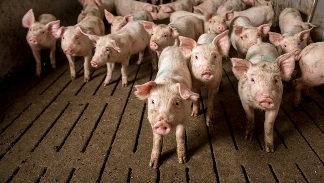 krone_at's tweet photo. Gericht stellt klar: Nachdem Aktivisten des „Verein gegen Tierfabriken“ zugespieltes Material aus einem niederösterreichischen Schweinemast-Betrieb veröffentlichten, geriet ein namhafter Landwirt unter Druck. https://t.co/iFytHkS8li https://t.co/gQOX4vpC6n