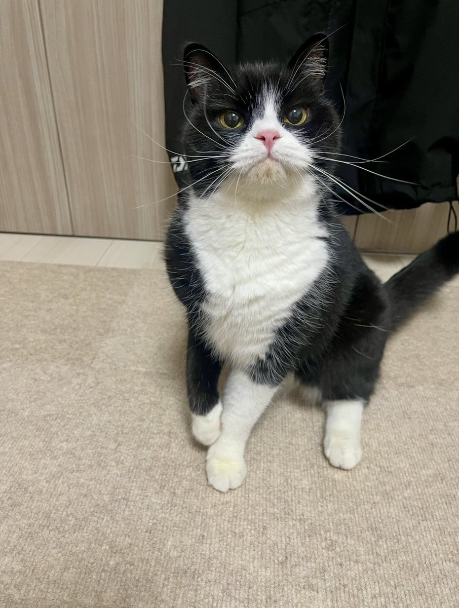 たろう tweet media