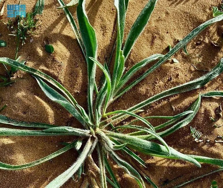 خالد عوّاد الضبيبي tweet media