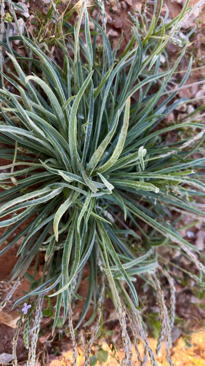 خالد عوّاد الضبيبي tweet media