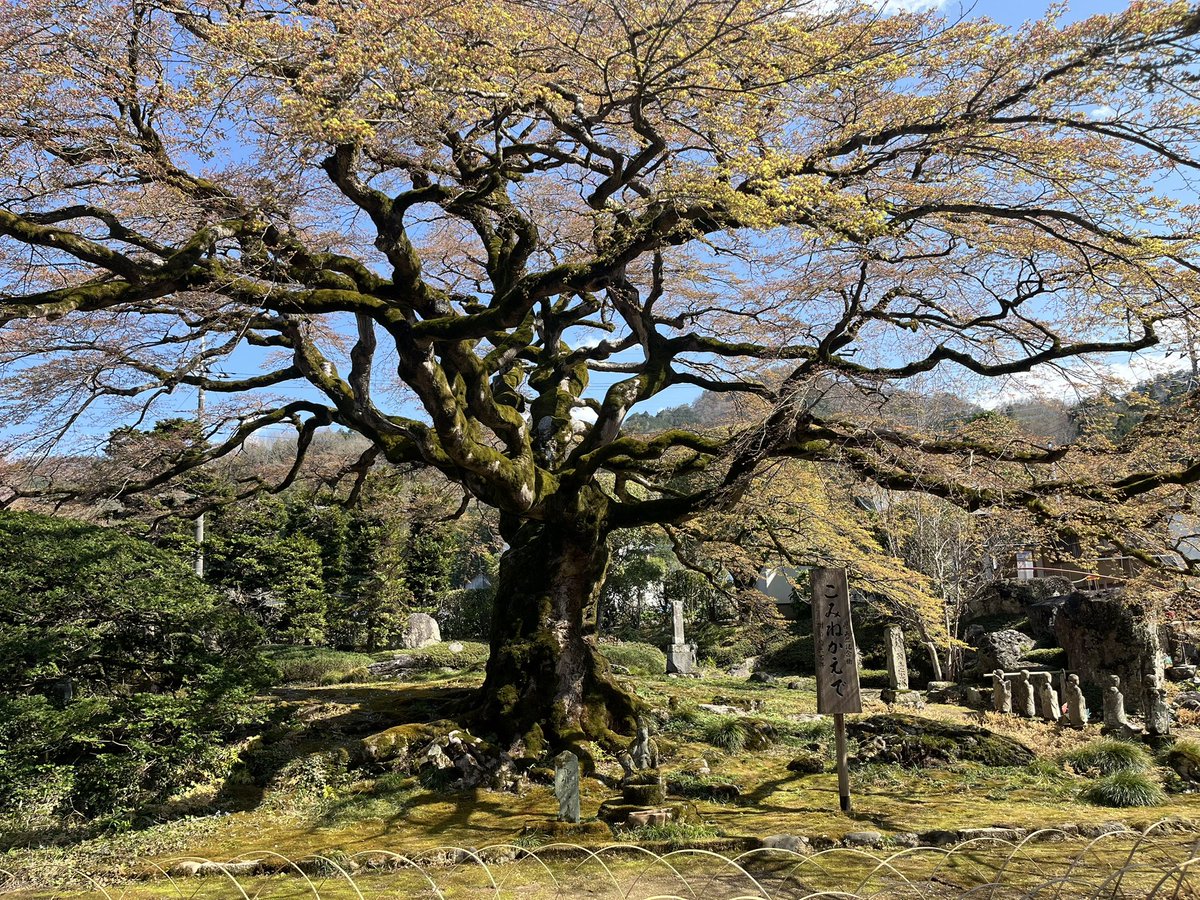 あんこネキ tweet media