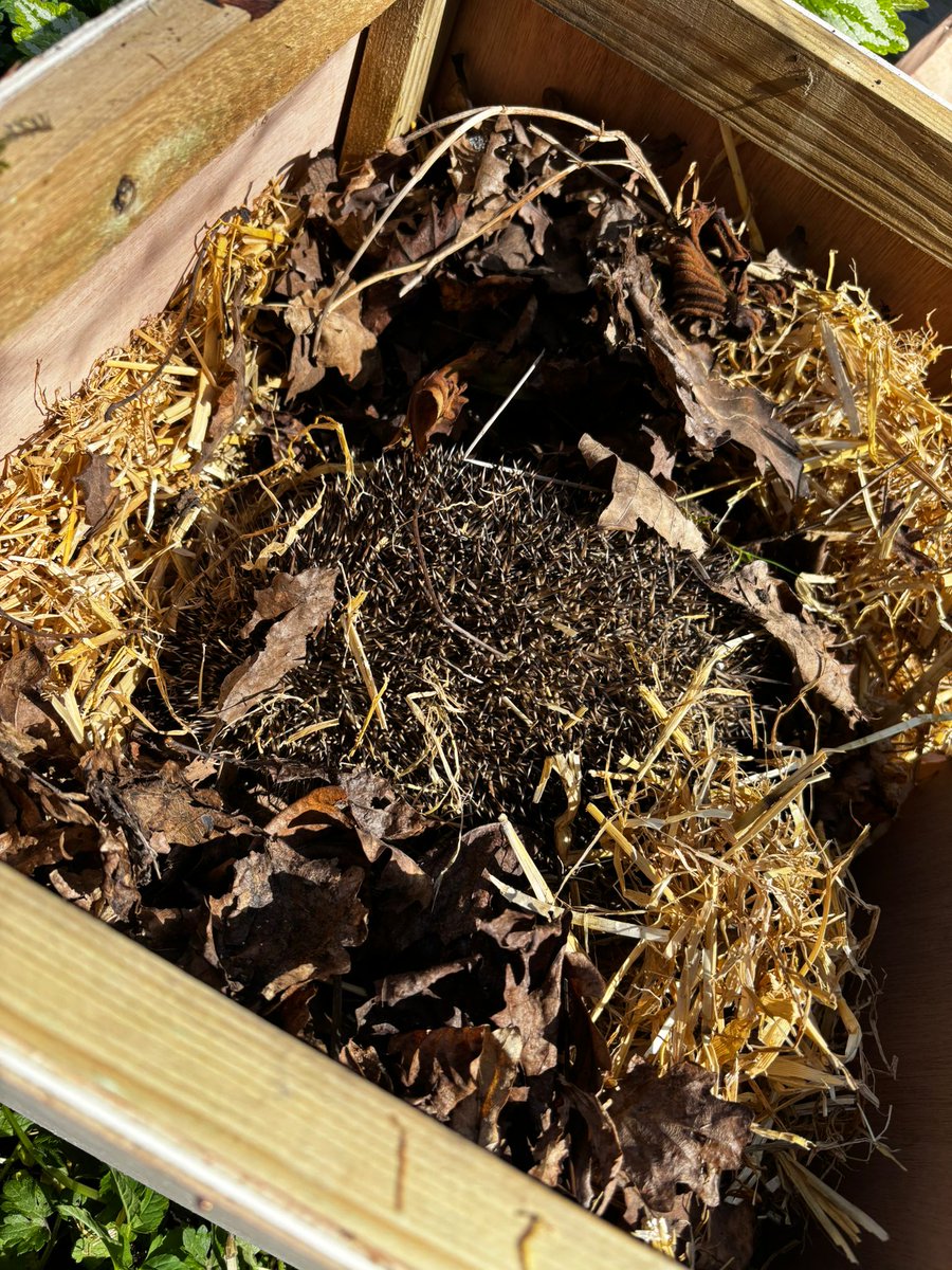 CaerphillyHog's tweet image. Remi recently had a short stay with us.  This poor chap was found trapped in a footings hole on a building site!  After being monitored for a few days, he was released at 992g to a support garden with lots of wooded areas to explore. 
#hedgehog #wildlife #wildanimals