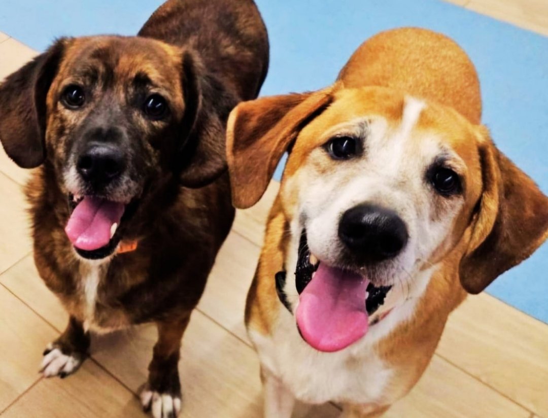 Bichiños Hotel Canino tweet media