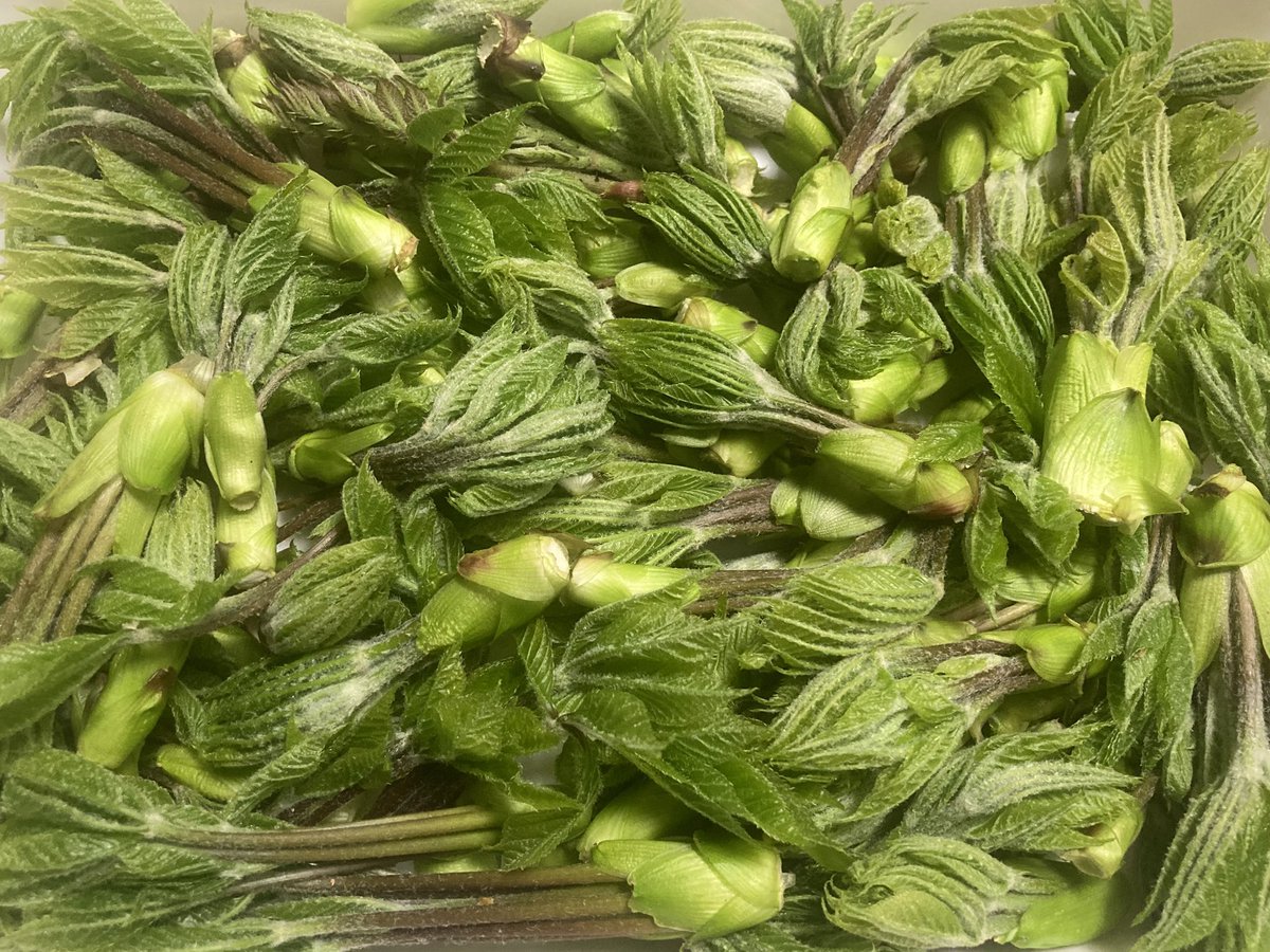 てんおじ tweet media