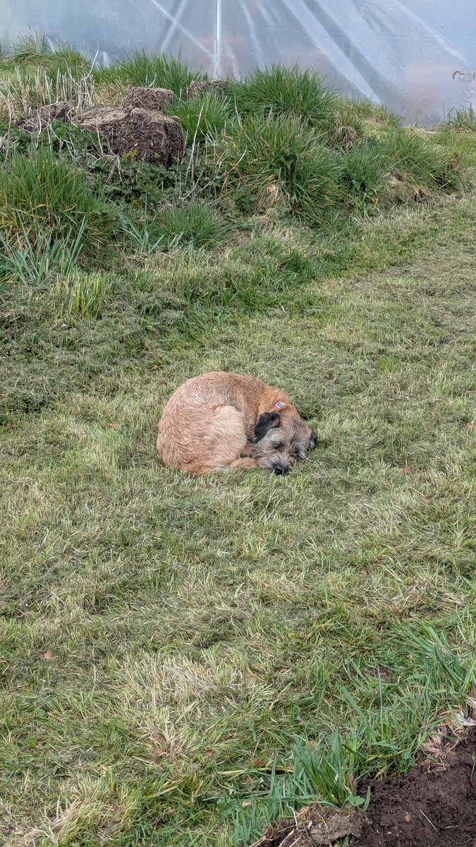 Millie The Border Terrier tweet media
