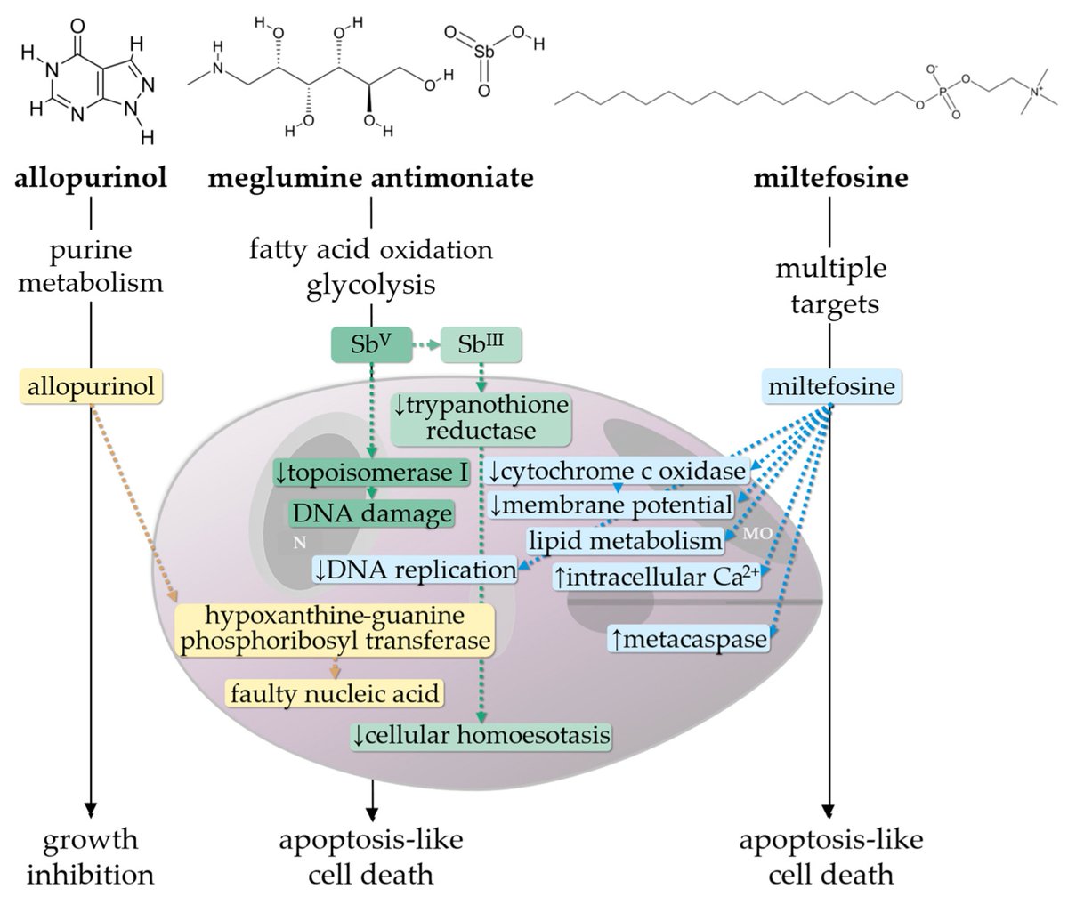 Micro_MDPI's tweet image. 🐶 Dogs are key reservoirs of Leishmania infantum.

This review highlights:
💊 Current treatments (allopurinol, miltefosine, antimonials)
⚠️ Frequent relapses
🧬 Risk of drug resistance
🌍 A major One Health concern
🔗 mdpi.com/2076-2607/13/5…
#Leishmania #OneHealth #Veterinary
