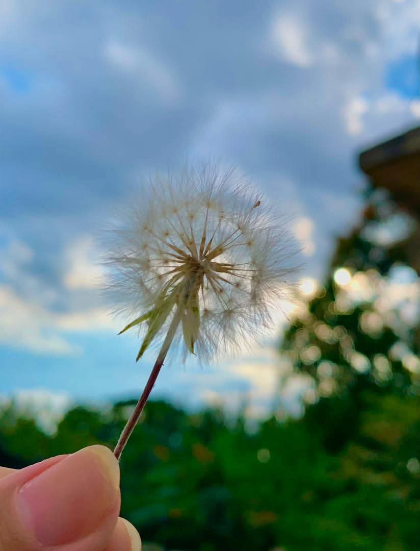 TelePinar tweet media