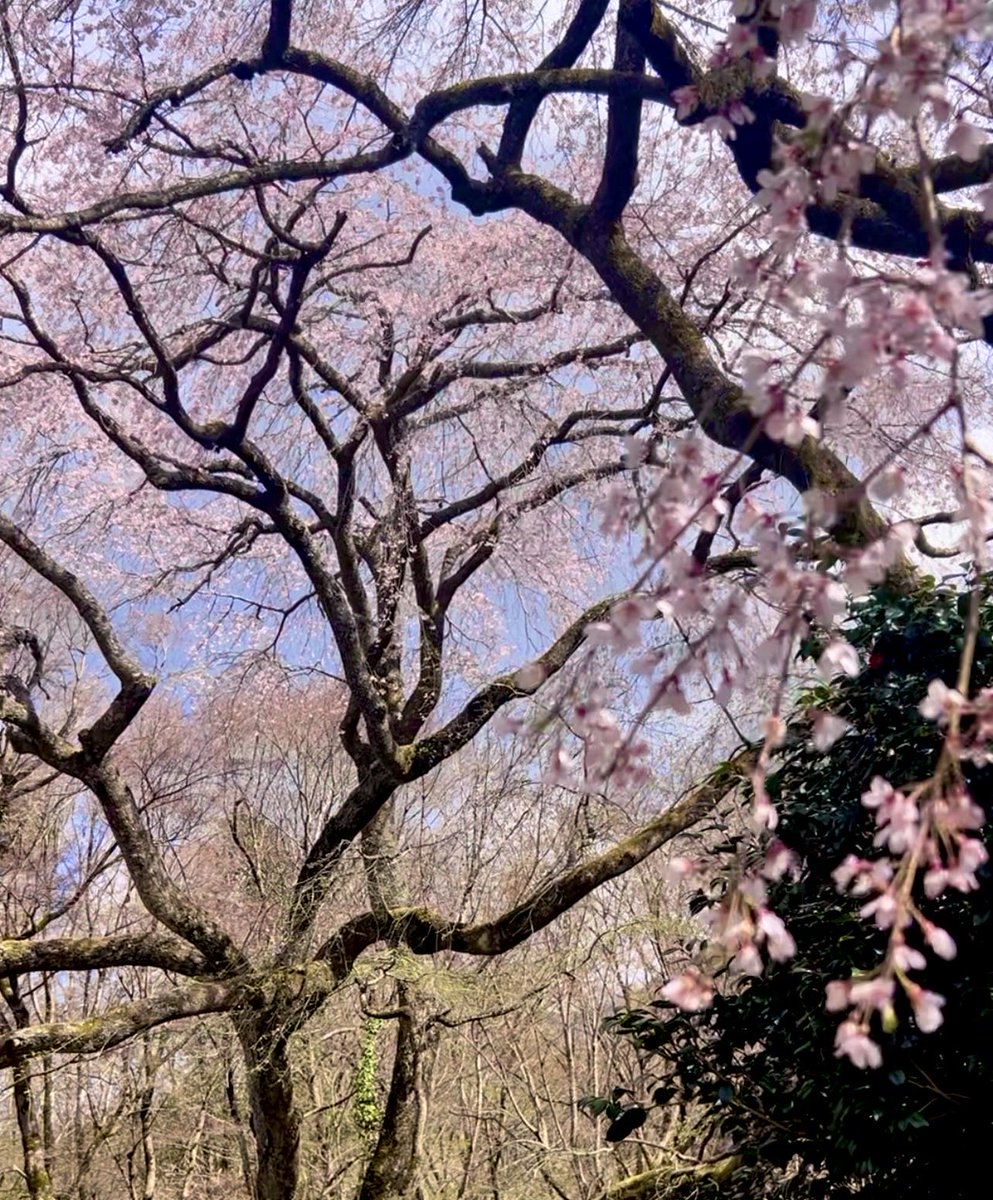 Anne_9191's tweet photo. 🌸🌸🌸 https://t.co/3gvsxgQWp1