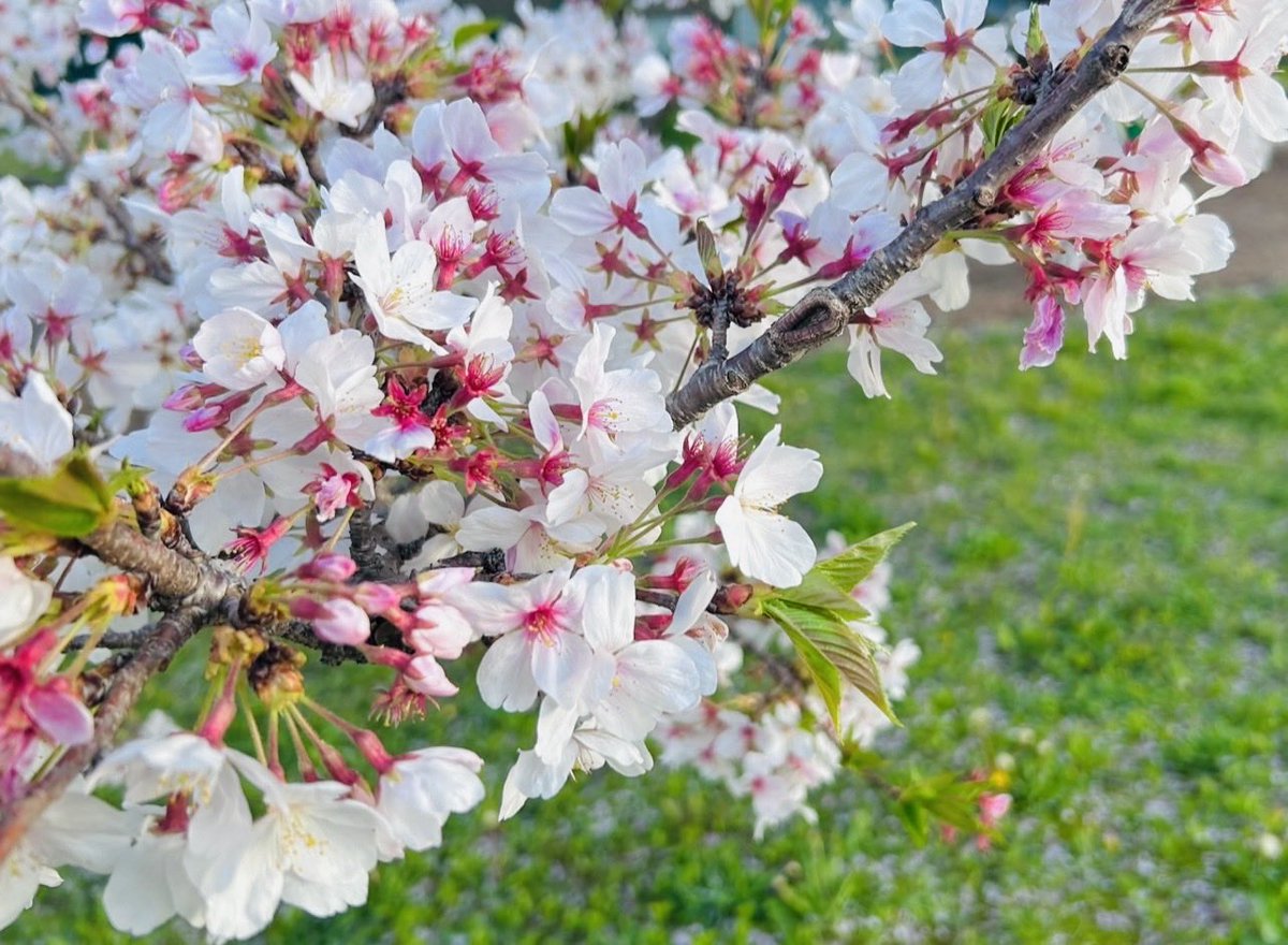 Anne_9191's tweet photo. 🌸🌸🌸 https://t.co/3gvsxgQWp1