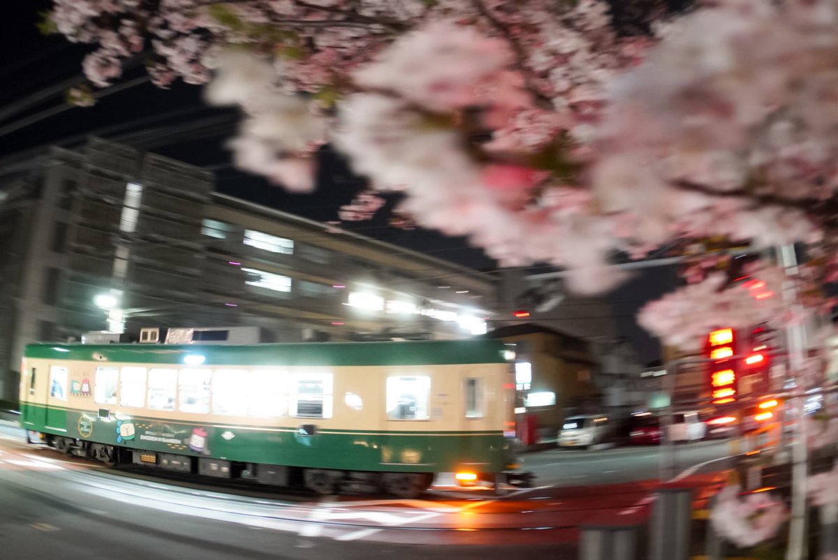 K_FKA2T's tweet photo. 嵐電3色×桜
緑とチョコ色は桜と組み合わせると対比が綺麗だなと思う一方で、京紫は同系色のため他よりは落ち着いた印象になりますね。 https://t.co/tMUvRqyhse