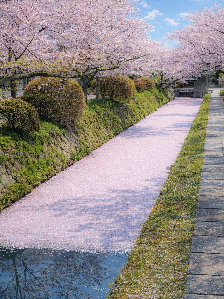 春が流れていく…京都 哲学の道。
