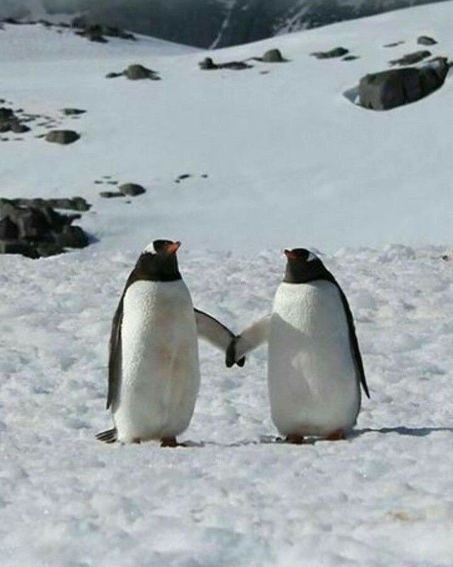 유기농똑똑이 tweet media