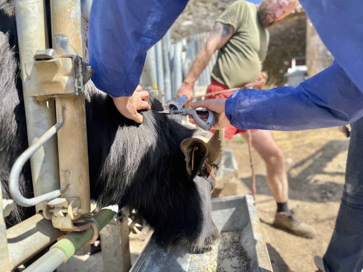 Ananda Guillet tweet media