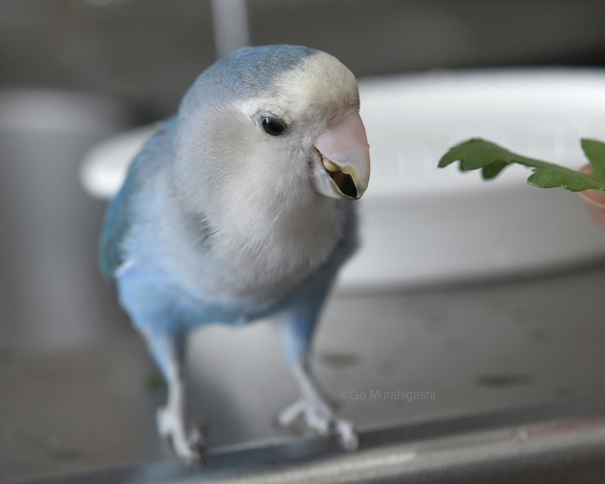 らくちゃんノート