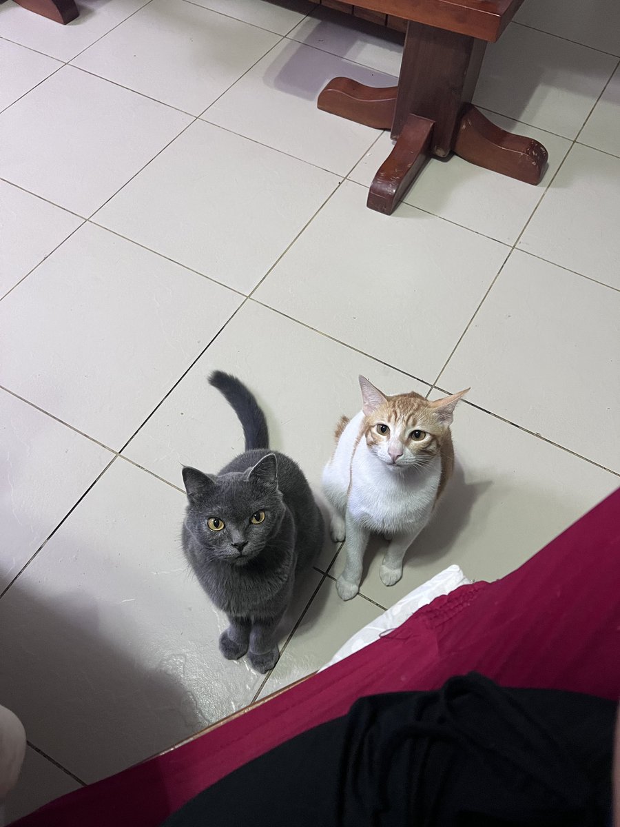 ara is on limit tweet media