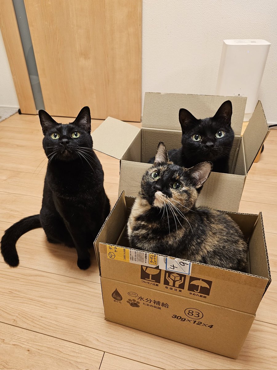 かりとん tweet media