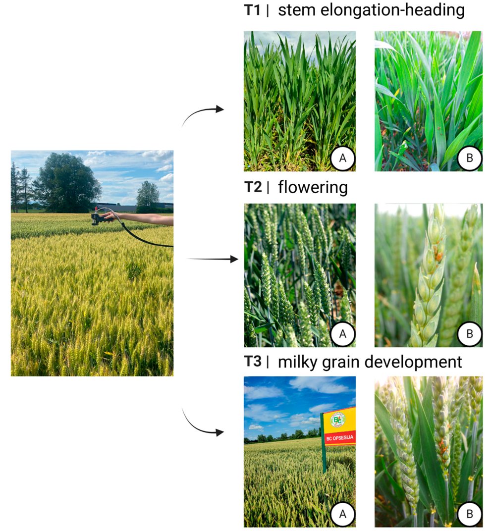 RemoteSens_MDPI's tweet image. 🌾🌾 #Hyperspectral #Canopy #Reflectance and Machine Learning for Threshold-Based #Classification of Aphid-Infested Winter #Wheat

✍️ Sandra Skendžić et al.
🔗 brnw.ch/21x1rNx