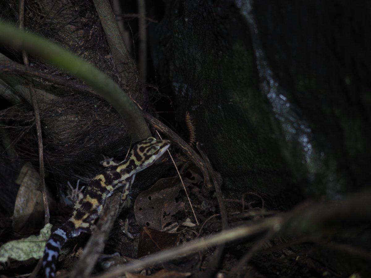 ビンタロちゃん tweet media