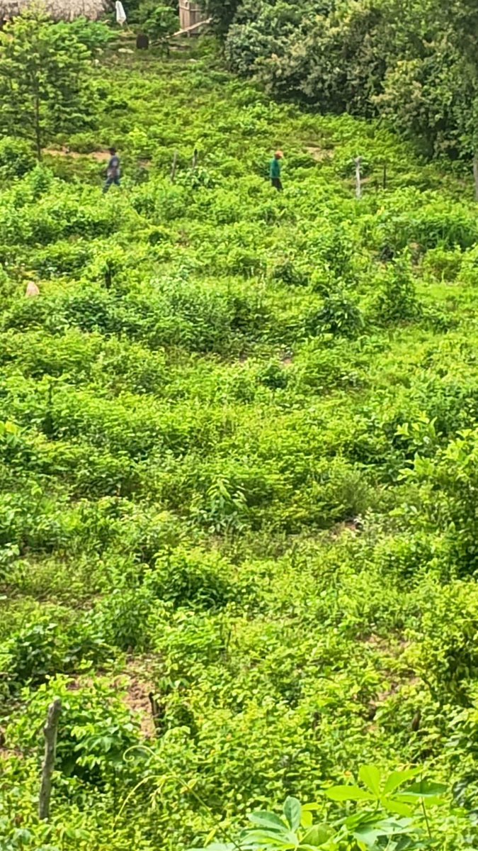 Diogo Cabral tweet media