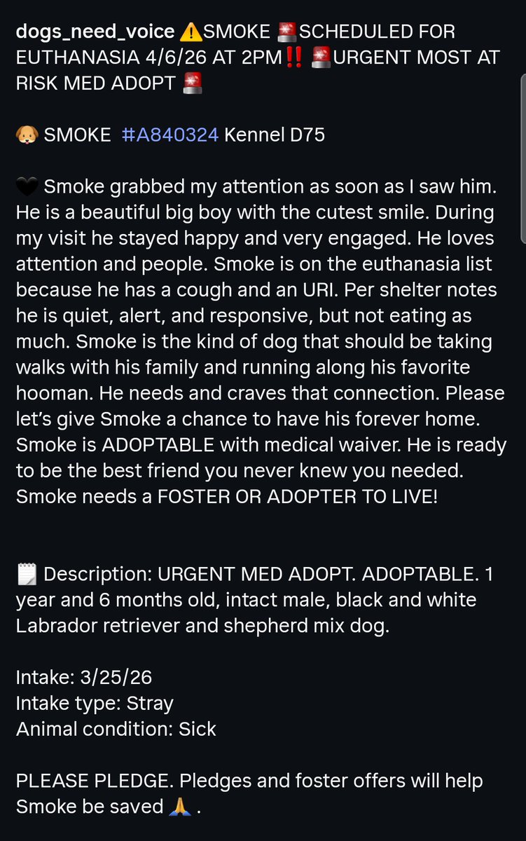 8415_n's tweet image. SMOKE #A840324
1½yo. #labrador #shepherd #sheperdlover #sheprescue

Handsome Smoke, stunning coat, wait until you see him shine in bright sunlight. 
He's seeking human attention, eager to connect. Smoke looks like a #gsd in smoky black.

#Devore #SanBernardino #socal