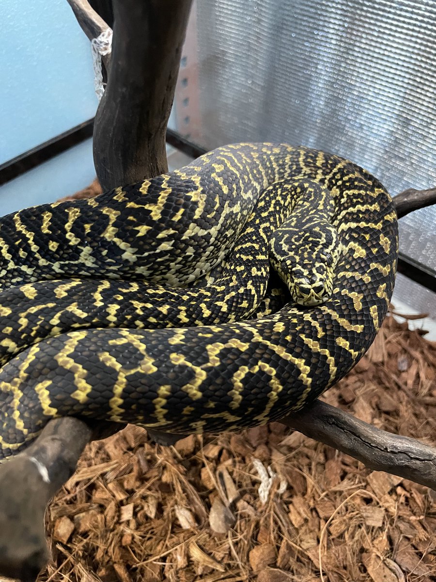 ごちん tweet media