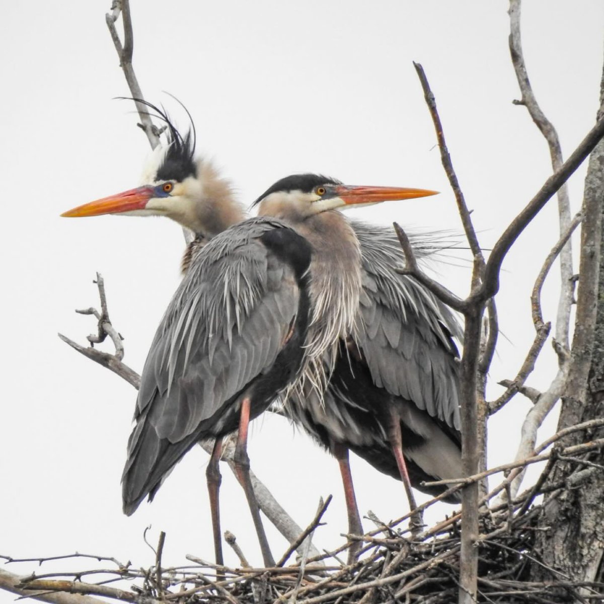 This Is Rochester! tweet media