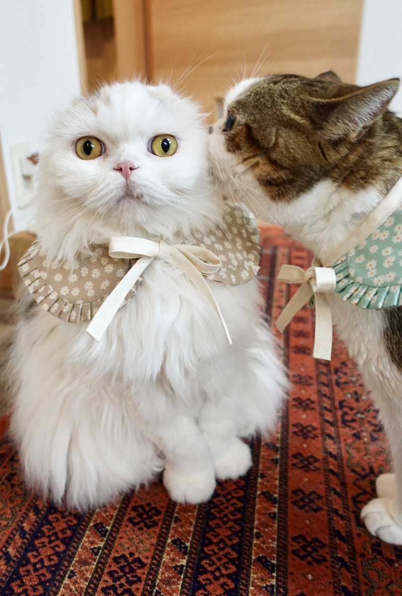 fuu_chiroru tweet media