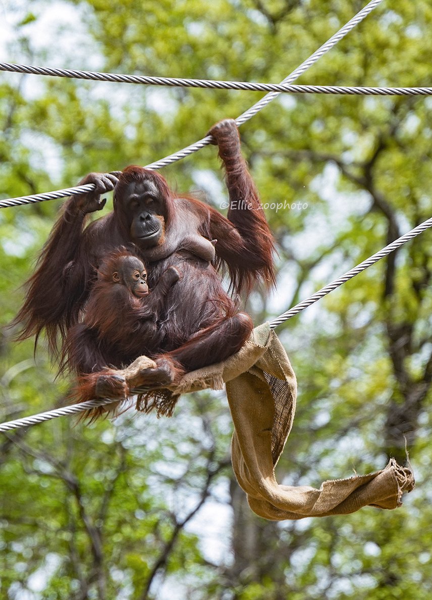 エリー tweet media