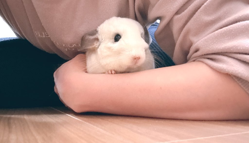 あおの🐭 tweet media