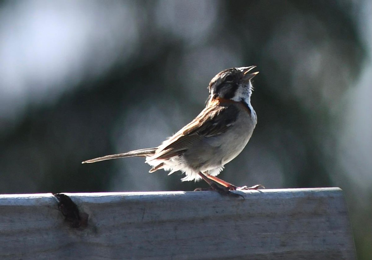 El Baqueano tweet media