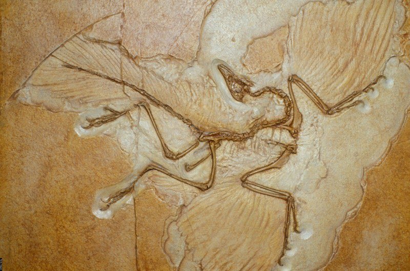 鰐軍壮 tweet media