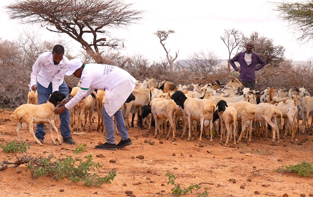FAOEthiopia's tweet photo. Recurrent droughts hit women & children hardest.
@FAO, in collaboration with #VSFSwiss & gov partners in #Somali Region, boosted animal health services - improving milk production, nutrition & resilience. Thanks to @BelgiumMFA for funding!
#GFTAD - #IPPR #SGP #LSD https://t.co/kgj5F6NBax