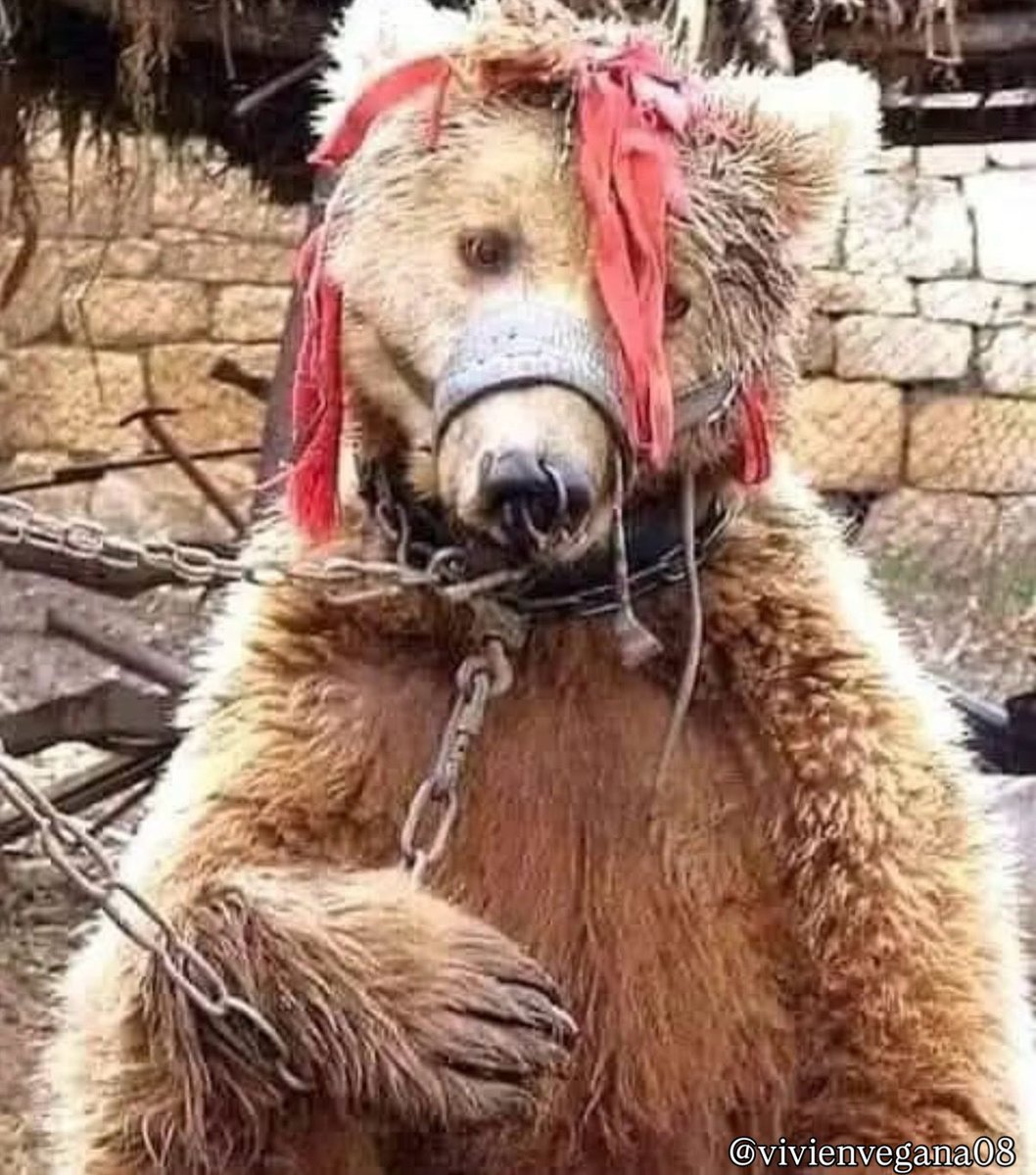Vivien vegana tweet media
