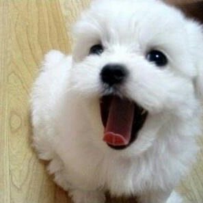 잼토리 tweet media