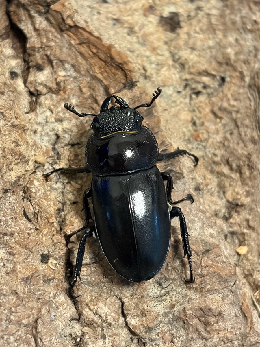 Crazy Scissors tweet media