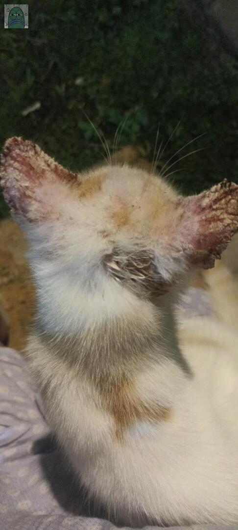 Tanyarlfes tweet media