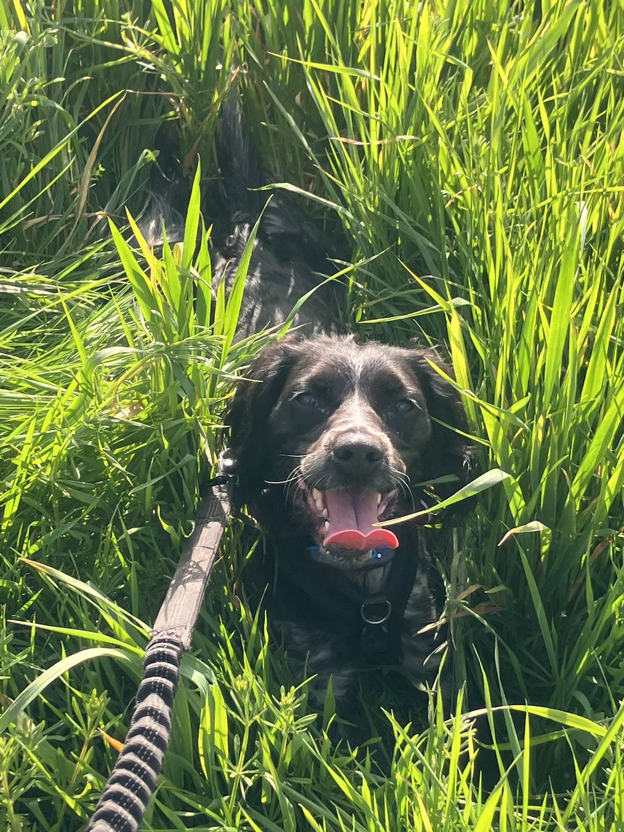 Eli & PiperSprocks Anipals tweet media