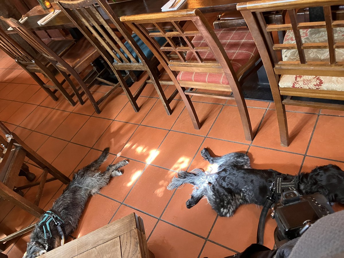 Eli & PiperSprocks Anipals tweet media