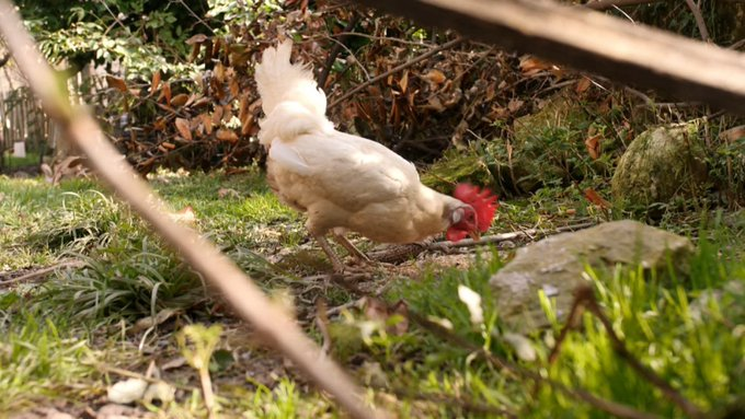 La voisine qui attaquait le chant du coq Ricco condamnée à 4 500 € ! Franchement, bien mérité. Quand on s’installe à la campagne, on assume ses bruits. Si le coq dérange, fallait pas venir. Un peu de bon sens, ça ne ferait pas de mal.