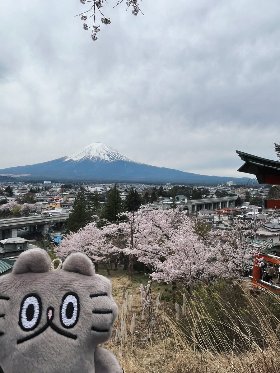 _aaa_aa's tweet photo. 今週は日本にいます

今日は富士山を見に行きます

#ねこのぶーちゃん https://t.co/7PYplKF5bQ