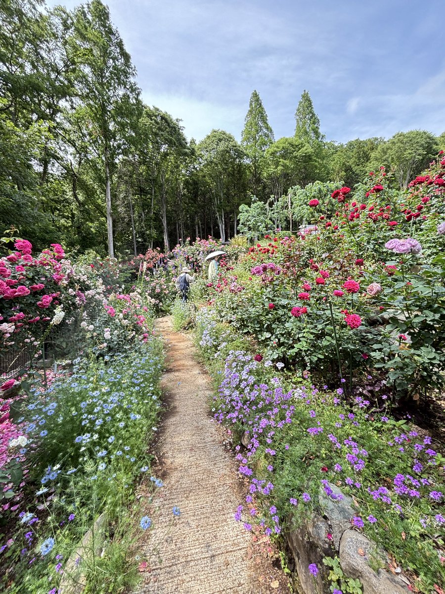 伊豆色 tweet media