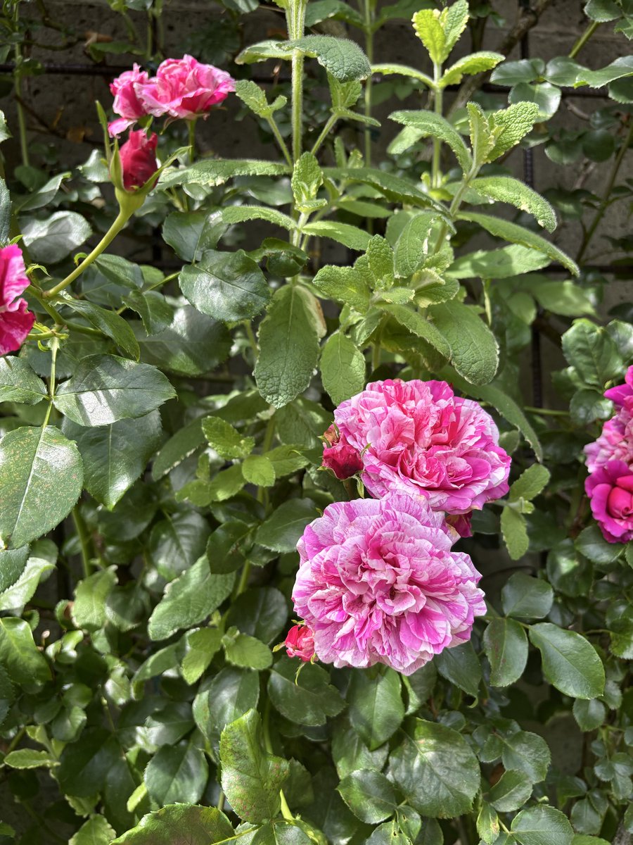 伊豆色 tweet media