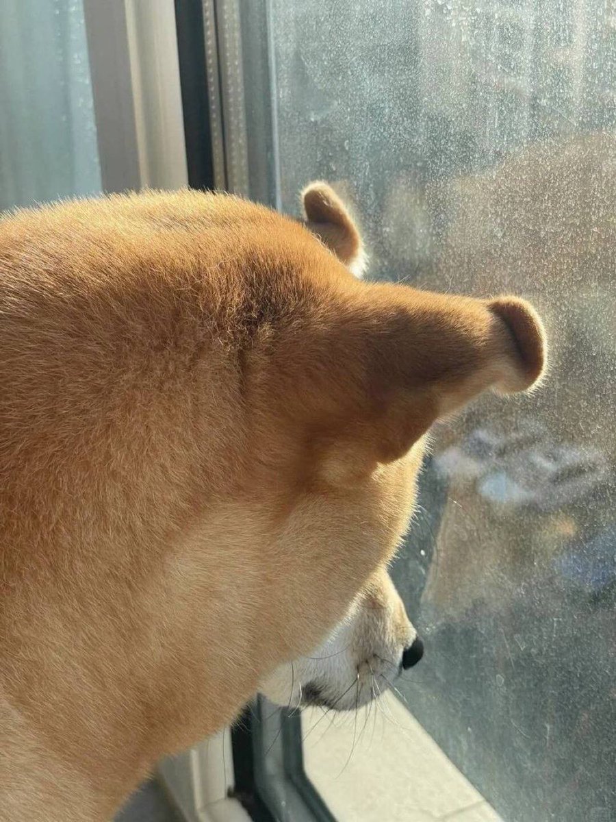 everything dogs 🐶 tweet media