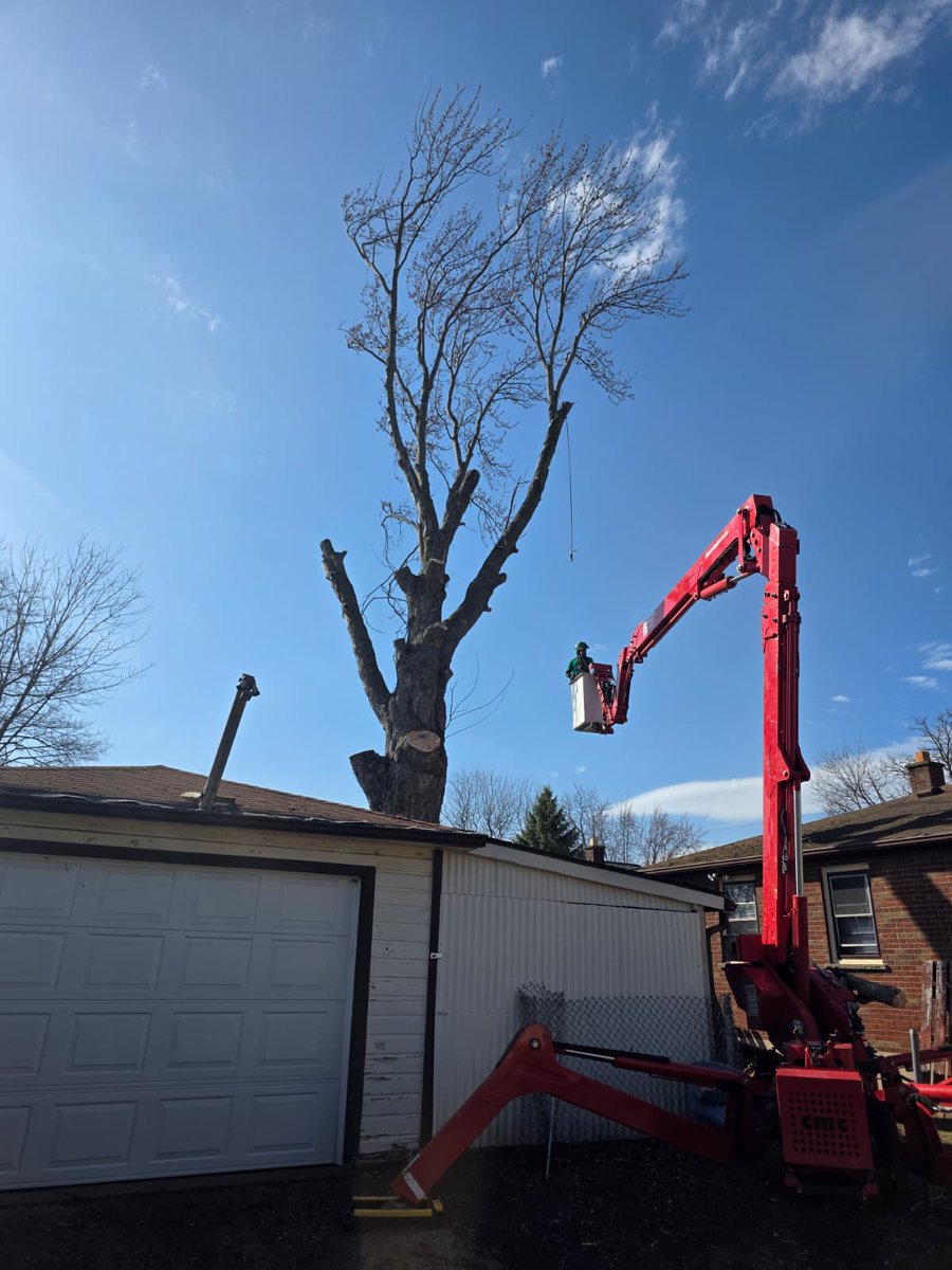 kdtreealbanyny's tweet image. Tree removal started 🌳⚠️
A large, hazardous tree near a hut was removed safely before it could cause damage. Careful cuts, controlled drops, zero risk to nearby structures.
📞 518-625-8733 for expert service &amp;amp; FREE estimate!
#TreeRemoval #SafetyFirst #TreeExperts