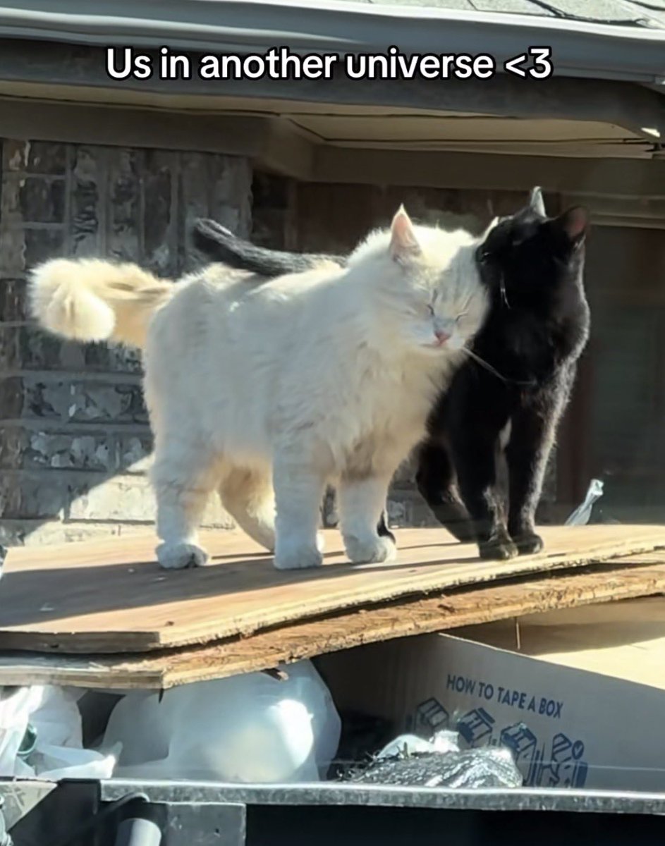 💛🖤 tweet media