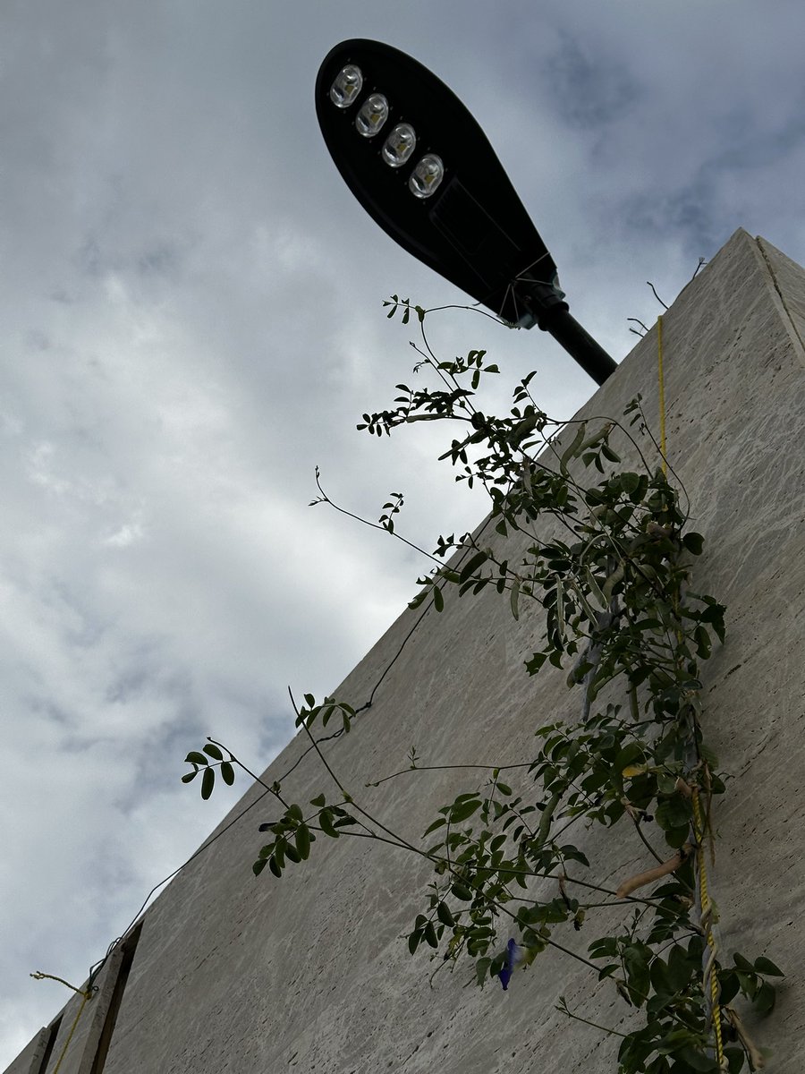 عناد tweet media