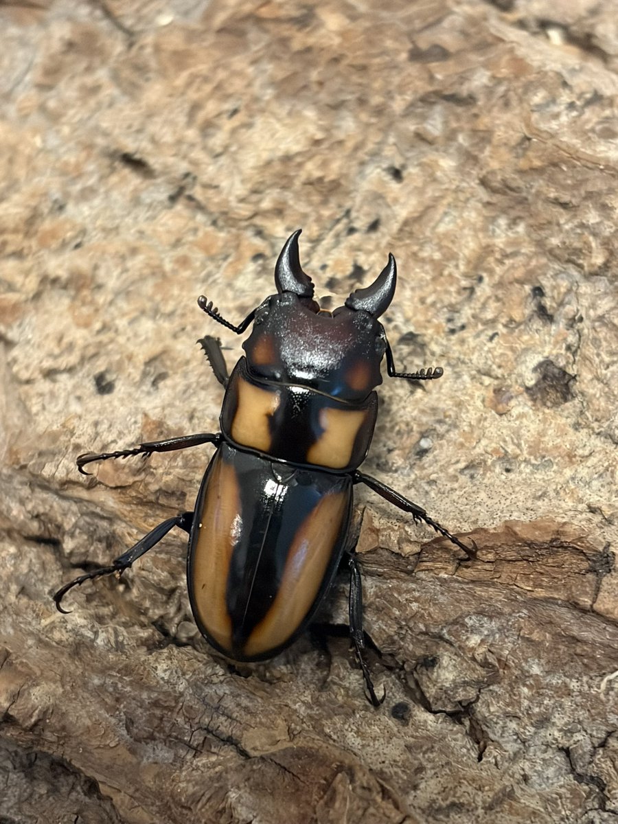 Crazy Scissors tweet media